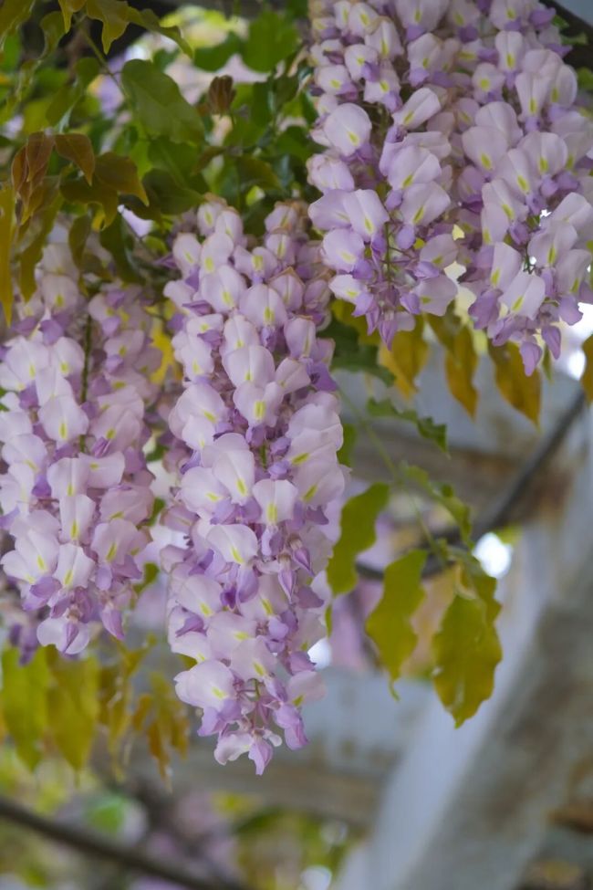 春日ColorWalk治愈了我的精神内耗 寻找日常小确幸