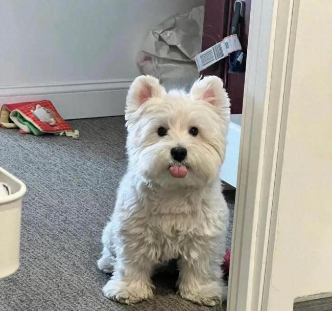 北京首例宠物中毒刑事公诉案宣判:“妈妈”辞职追凶1000天，毒狗者获刑四年