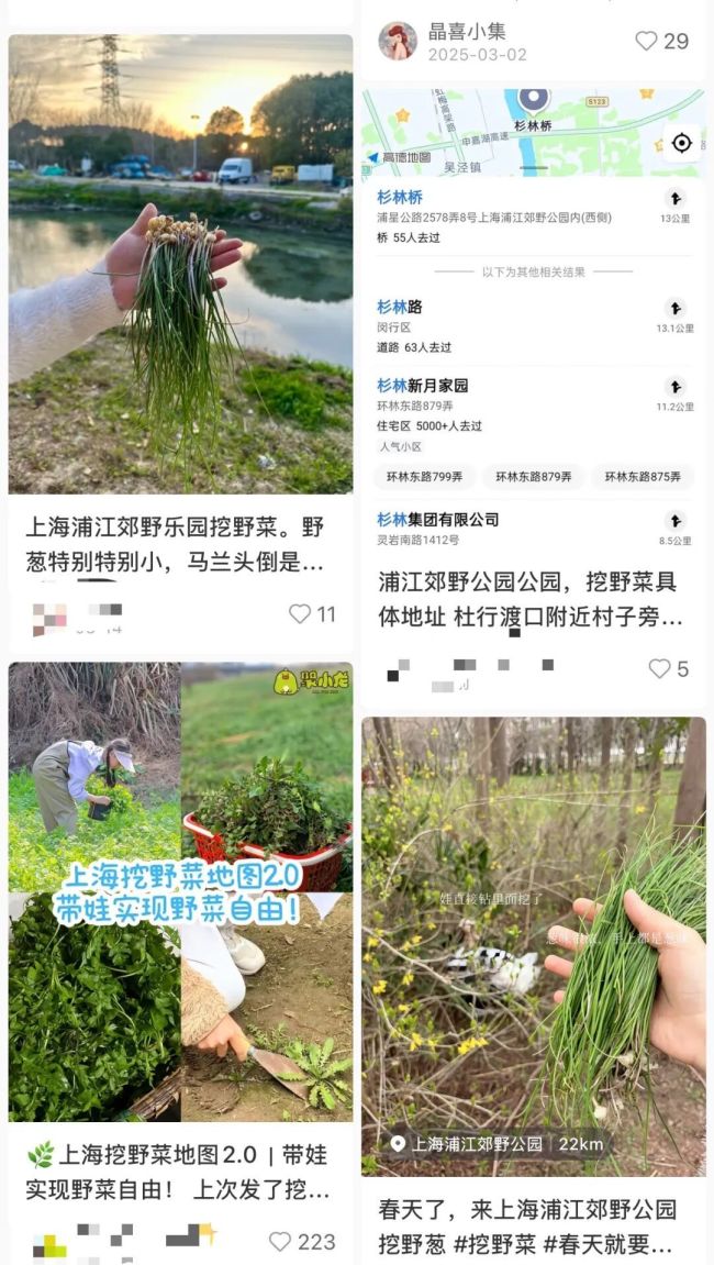 上海多人吃春菜被紧急送医 误食有毒野菜需警惕