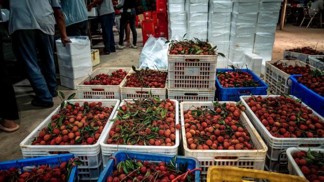 爱吃荔枝的人“天塌了” 桂味糯米糍严重减产