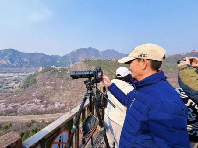 居庸关花海栈谈按期洞开 春日赏花激越再起