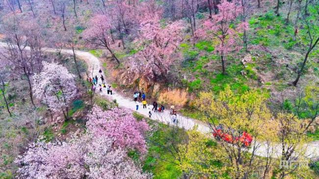 漫山花开绘就最美春日画卷 桐柏山野樱盛放
