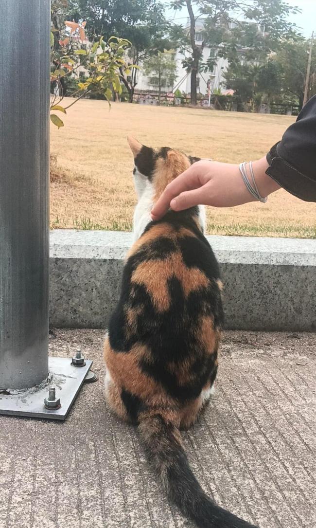 福建一中学生被指捅死校园流浪猫，教育局已介入处理