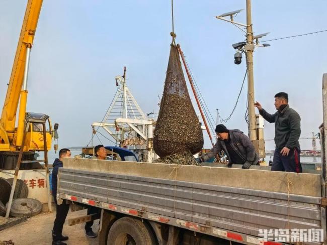 红岛蛤蜊来了一天超10万斤上岸 大丰收价更高