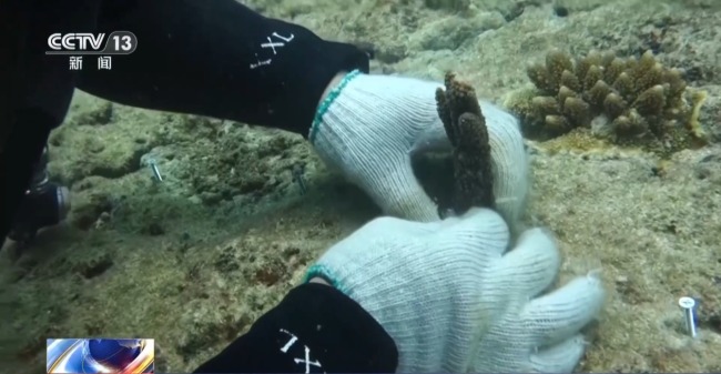 雨林探“花园” 来感受海南的“绿色脉搏”