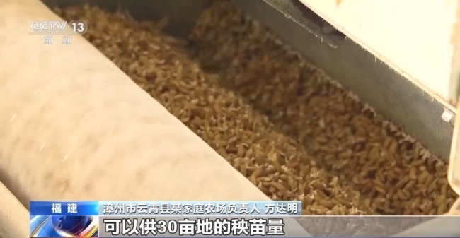 福建推广工厂化育苗提升育秧效率