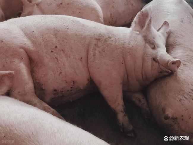 全国猪价已跌破5元 养殖业面临深度亏损