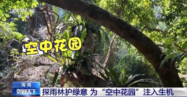 雨林探“花园” 来感受海南的“绿色脉搏”
