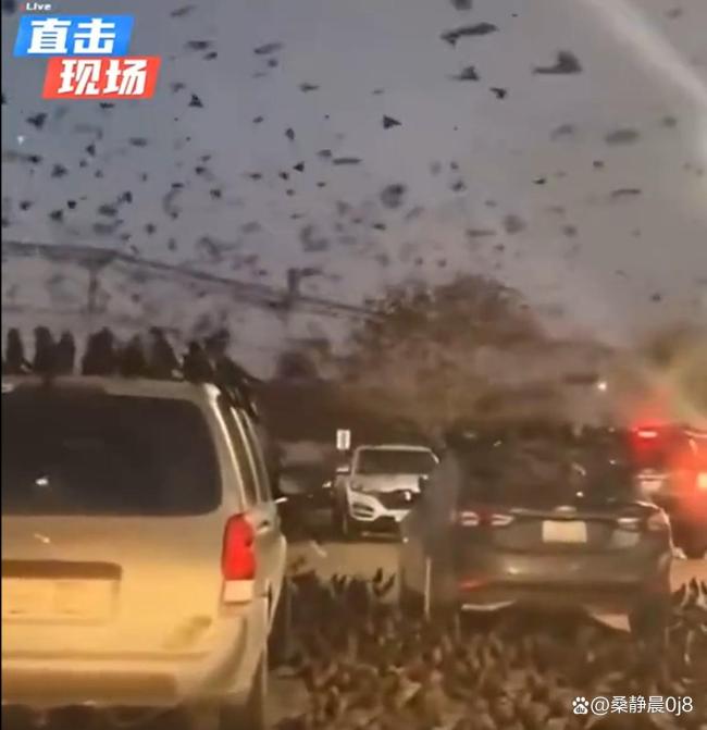 以色列特拉维夫上空现大量乌鸦 自然奇观引发热议