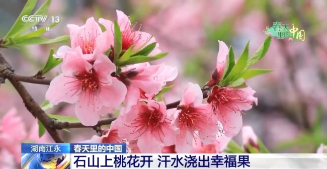 梯田美景-各地花海美景激活春日經(jīng)濟(jì)