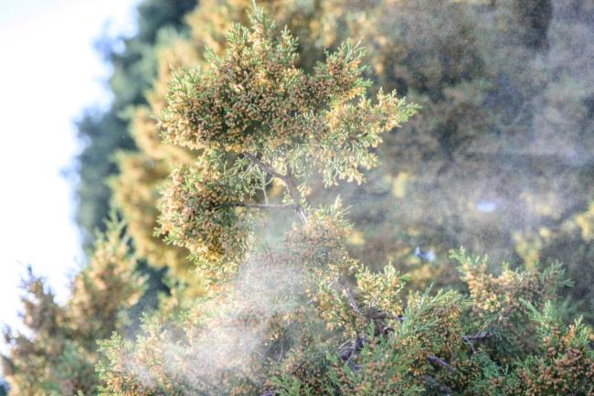 李现吐槽：花粉过敏快折磨死我了 春季过敏高发期