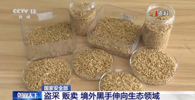 盗采 贩卖！境外黑手伸向生态领域