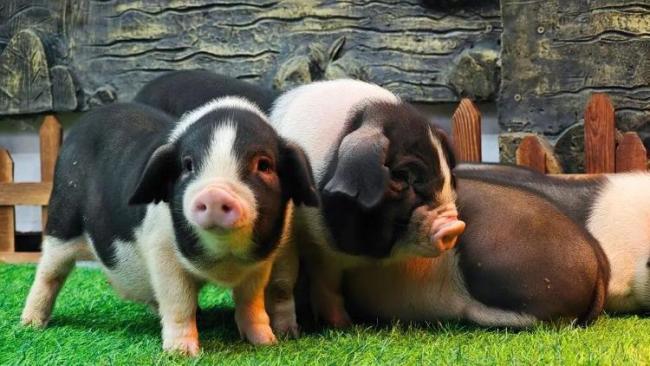 猪肉价格为何持续下跌 供应高企需求转淡