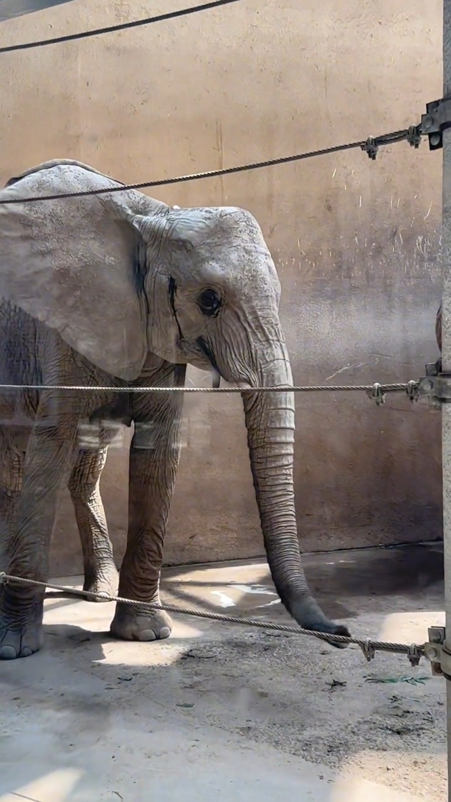 动物园大象瘦成“皮包骨”?园方回应