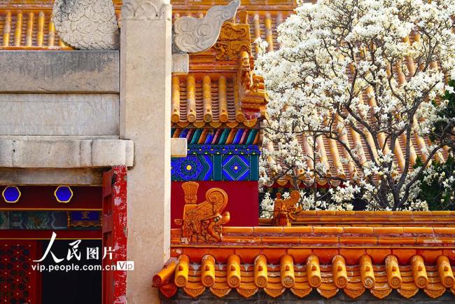 北京：地坛公园玉兰花盛放