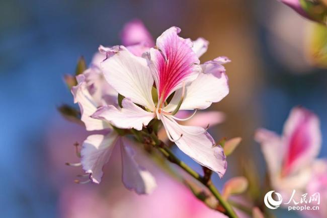 廈門：宮粉羊蹄甲花開滿城