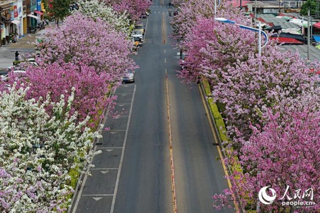廈門：宮粉羊蹄甲花開滿城