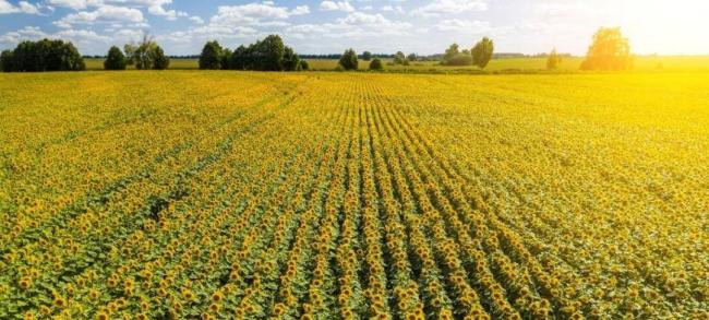 全球都在抢油 为什么只有中国能稳住 政策与科技双重护航