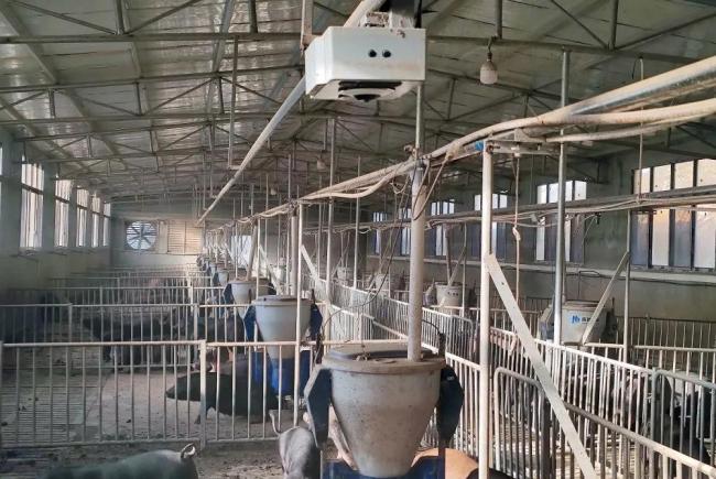 你能感受到猪肉价格下降吗 供需平衡面临挑战