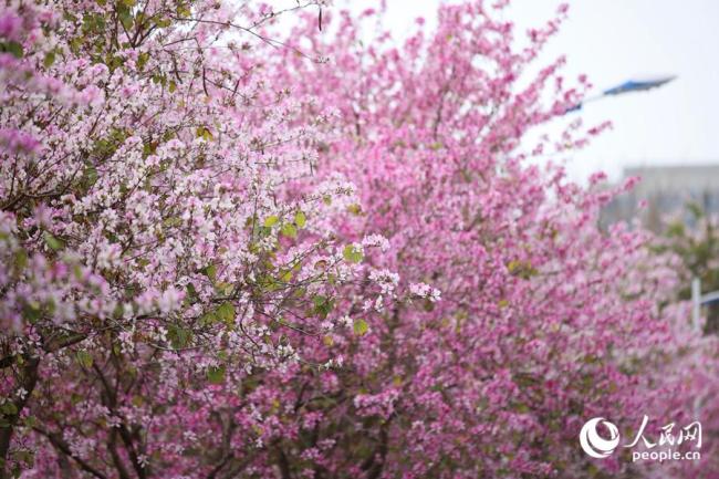 廈門：宮粉羊蹄甲花開滿城