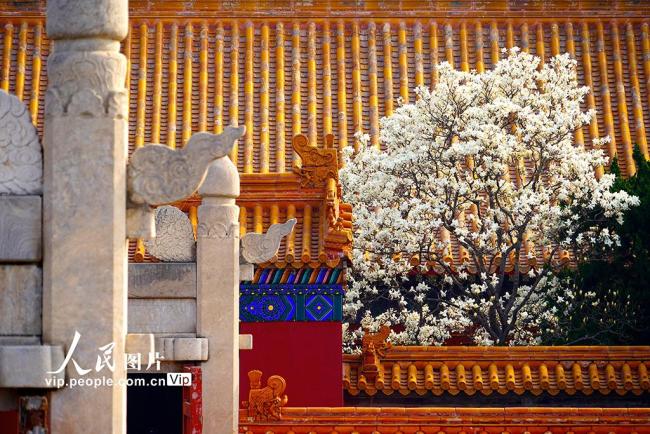 北京：地坛公园玉兰花盛放