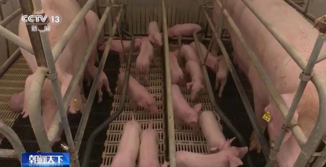 猪价进入过度下跌一级预警区间