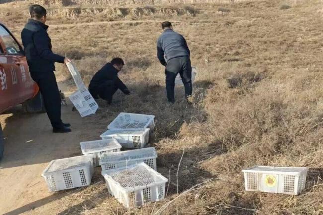 陕西须眉屡次罪犯狩猎野兔被刑拘 99只草兔获救放生