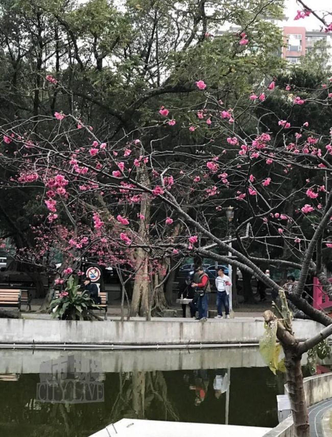 公园回应工作人员用竹竿打落花朵 误操作引发游客不满