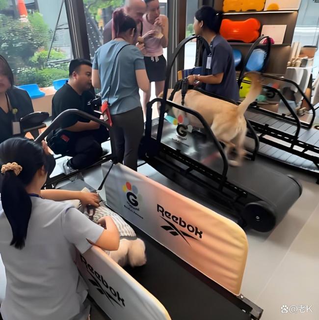 宠物健身是智商税还是刚需？消费观念碰撞背后