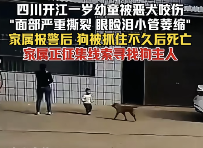 恶犬咬伤幼童被抓不久后死亡 事件引发广泛关注