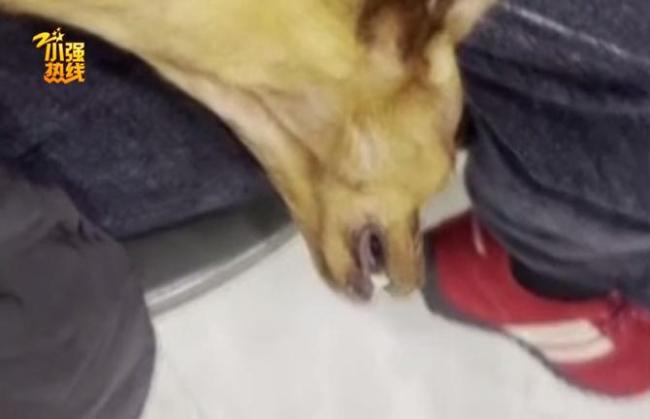 小狗输液时突然死亡女子报警 无资质人员操作引争议