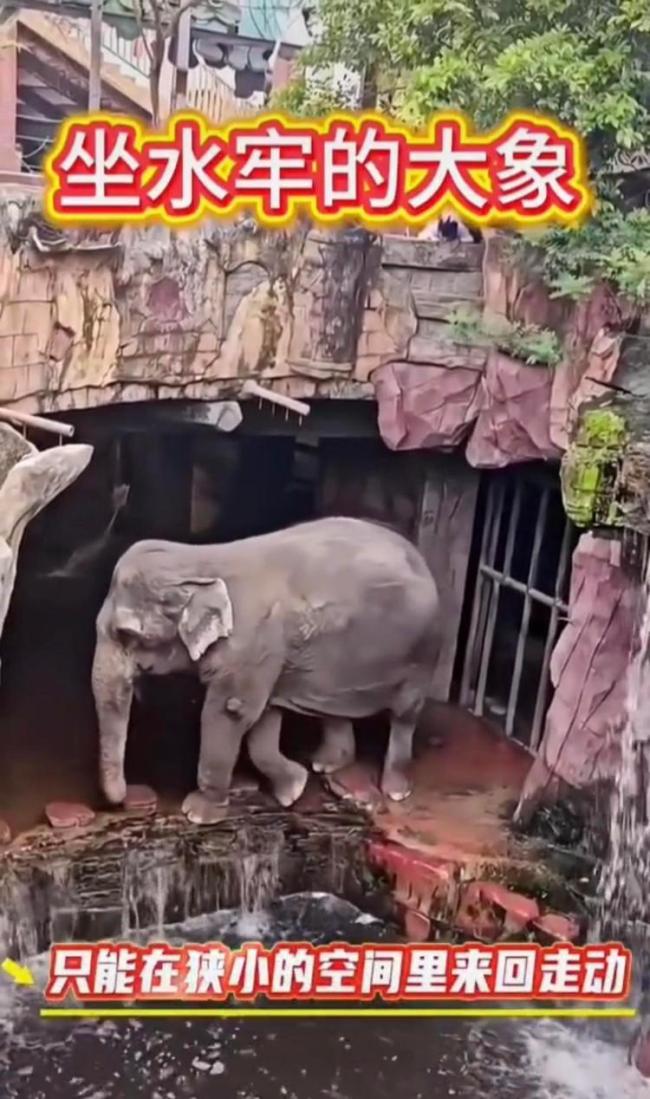 景区施工大象被指像坐水牢 生存环境引争议