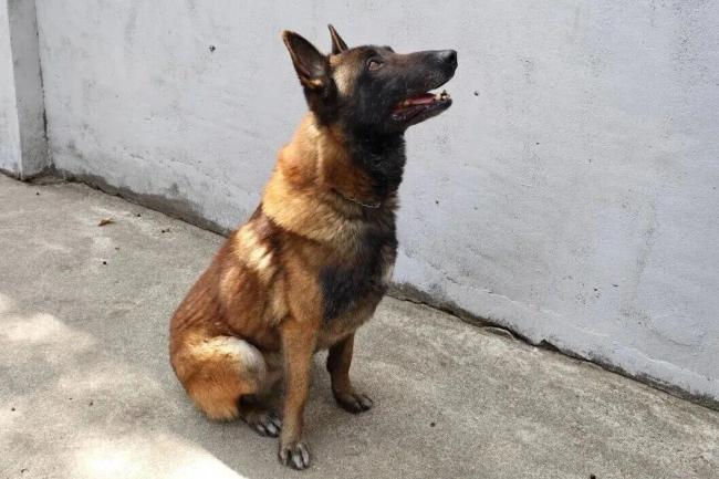 上海6只军犬退役面向社会招募领养人 寻找爱心新家