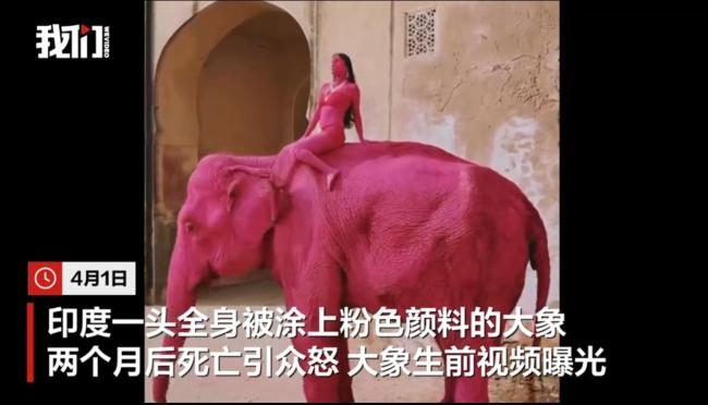 印度65岁大象死亡 生前被涂粉色颜料