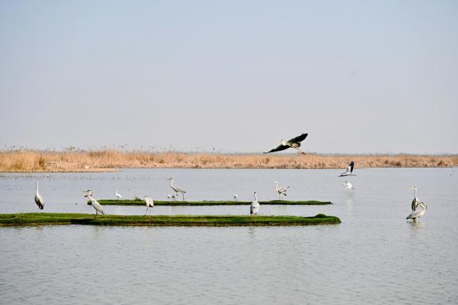 极危物种青头潜鸭全球首次野化放飞 十年探索终见成效