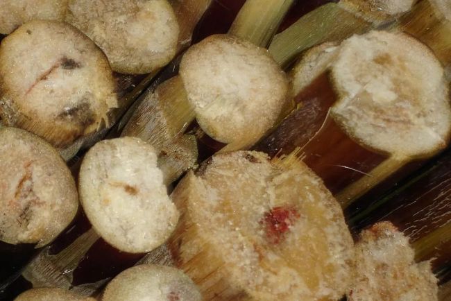 “清明蔗毒过蛇”是真的吗 霉变甘蔗需警惕