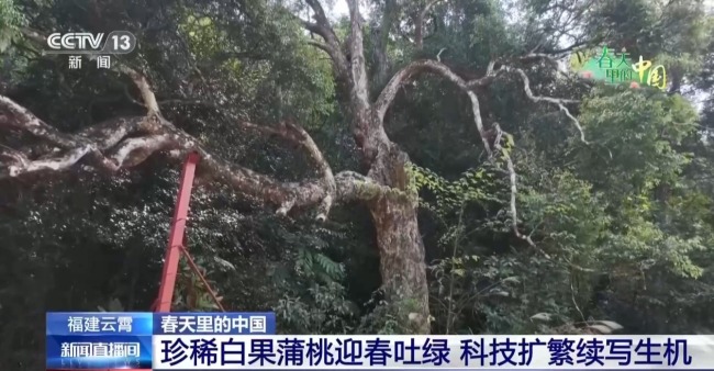 春天里的中國正上演“耕耘綻放”雙重奏
