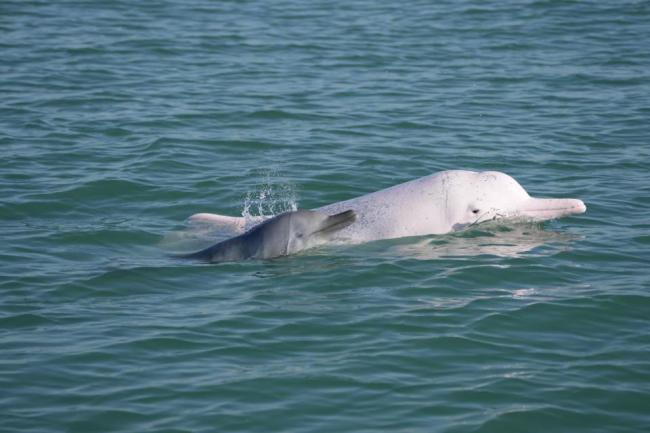 被“过度围观”的粉色海豚 观豚游引发保护担忧