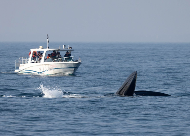 涠洲岛20余艘观鲸船围堵鲸鱼 人类追逐与围观的反思