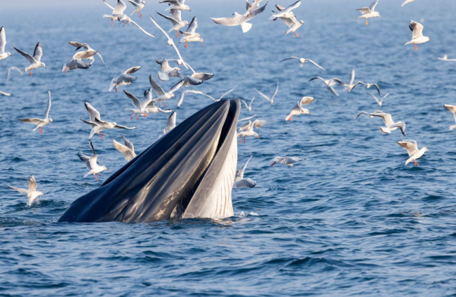 涠洲岛20余艘观鲸船围堵鲸鱼 人类追逐与围观的反思