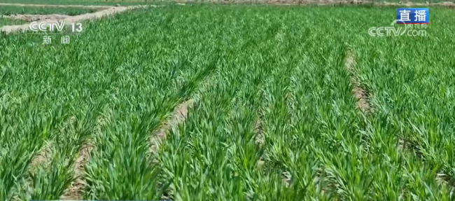 科技加持让春日麦田“节节高” 