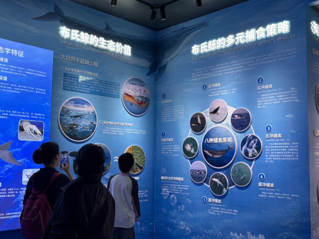 涠洲岛20余艘观鲸船围堵鲸鱼 人类追逐与围观的反思