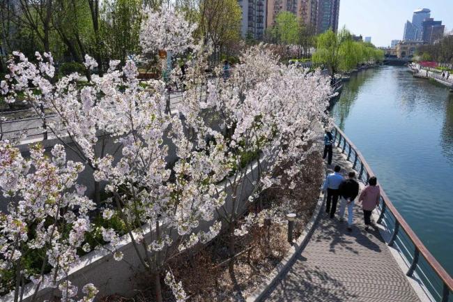 北京有条春天的河