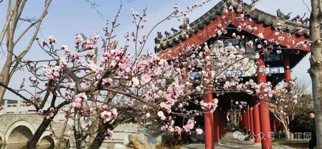 从一朵花看见春日经济活力 赏花经济多点开花