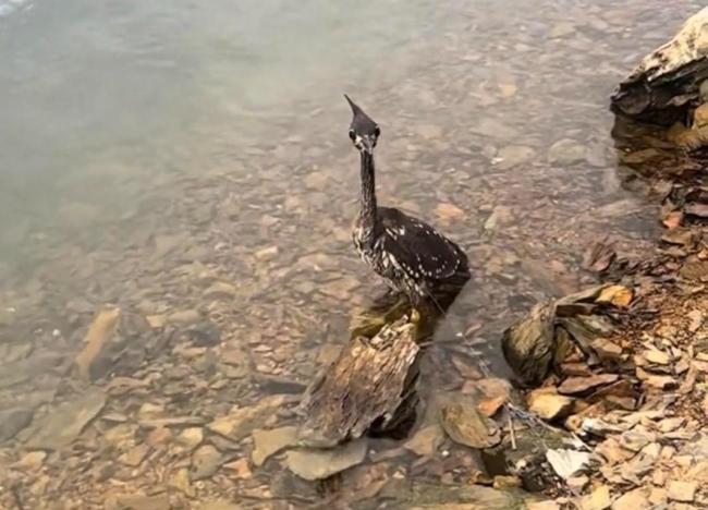 世界上最神秘的鸟在千岛湖被网缠住