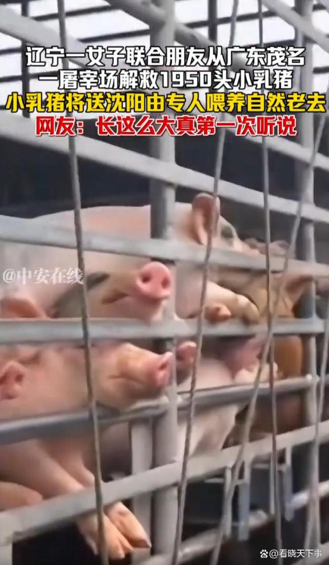 女子联合朋友从屠宰场解救1950头小乳猪，小乳猪将送沈阳由专人喂养，自然老去 善举引发热议