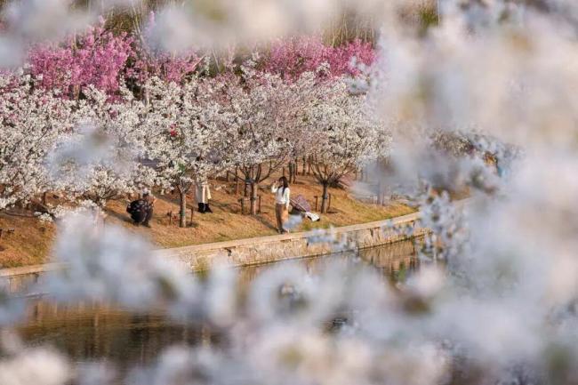 北京有条春天的河 花开映河岸