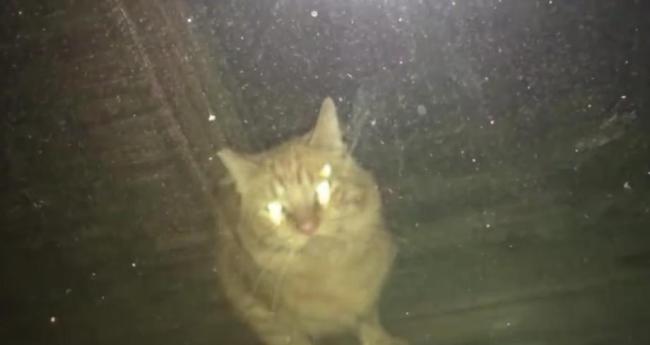 小猫从质疑到相信只用了一秒 信任的温暖旅程