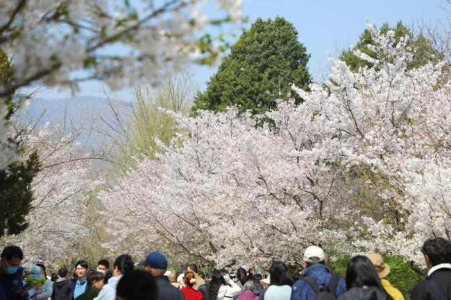 假期首日北京市属公园纳客超58万人次 春日文化盛宴开启