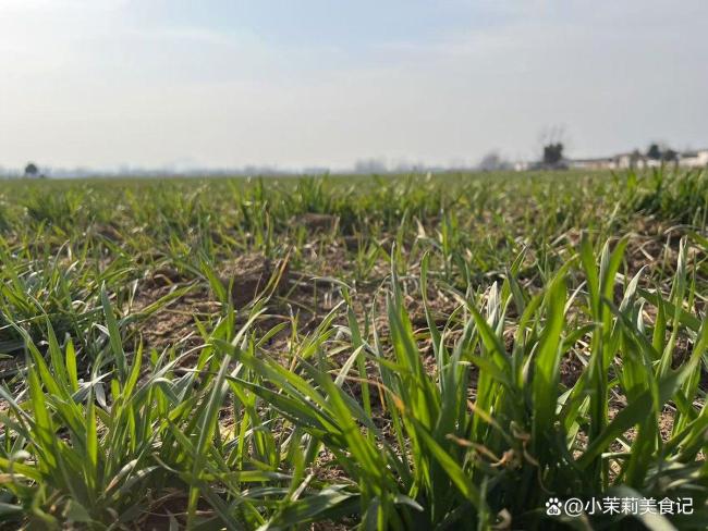 清明习俗：1不洗2不收3不走4要吃 养生迎春顺遂